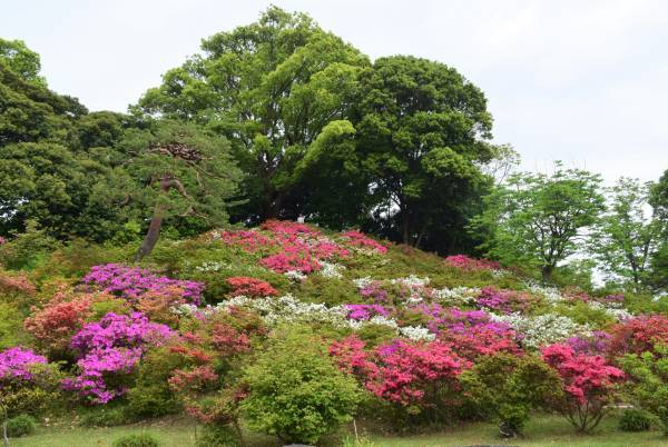 【六義園】つつじが見ごろです