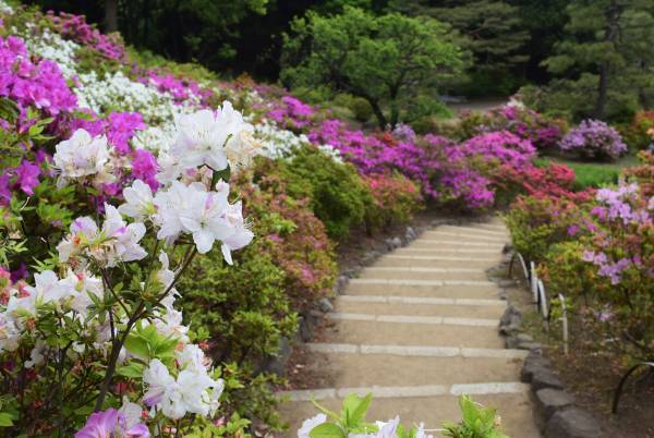 【六義園】つつじが見ごろです