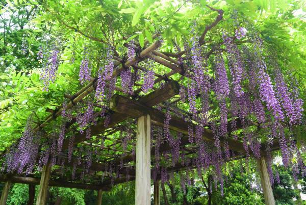 【六義園】つつじが見ごろです