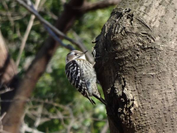 桜ヶ丘公園　「野鳥観察会」　2月4日（土）開催