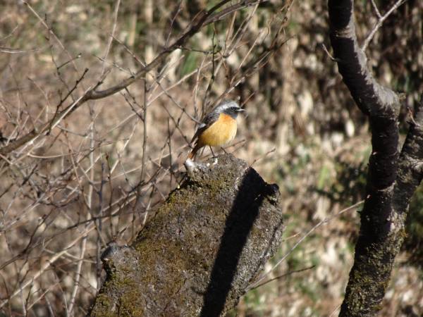 桜ヶ丘公園　「野鳥観察会」　2月4日（土）開催
