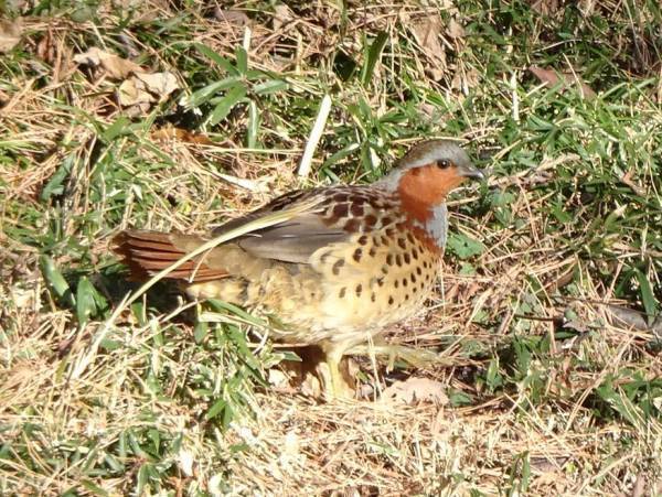 桜ヶ丘公園　「野鳥観察会」　2月4日（土）開催