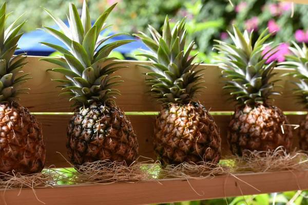 【西表島ホテル】桃の香りがするピーチパインをとことん楽しむ 「春のピーチパイン祭り」開催～農家さんによるSHOWやパインの秘密を知るコンテンツが盛りだくさん｜～期間：2023 年4月25日～6月15日