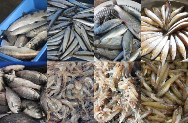 「琵琶湖八珍」誕生１０周年特別企画 『初夏を楽しむほろ酔いクルーズ』