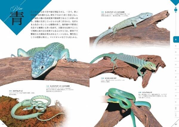 レオパやニシアフ、ド派手なヤドクガエルなど掲載『色彩別 爬虫類・両生類図鑑』が８月７日に発売