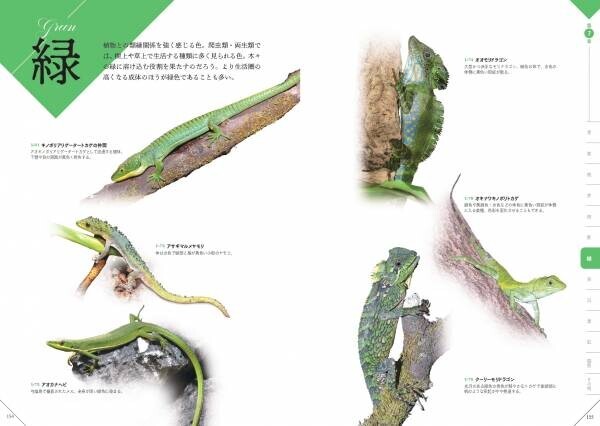 レオパやニシアフ、ド派手なヤドクガエルなど掲載『色彩別 爬虫類・両生類図鑑』が８月７日に発売