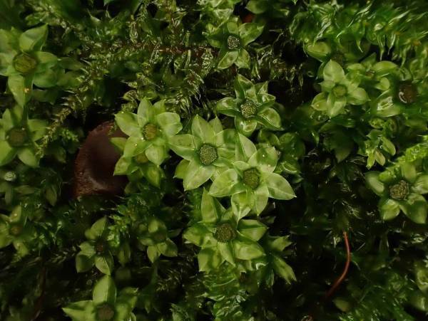 【奥入瀬渓流ホテル】国立公園で50種類の苔を探し出す自由研究プログラム「奥入瀬コケ博士」を実施 ～本物の苔に触れながら、オリジナルの「コケ博士レポート」を作成～｜提供期間：2023年7月20日～8月31日