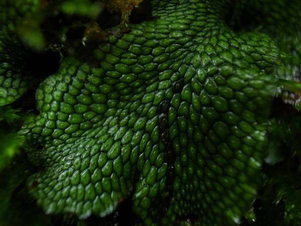 【奥入瀬渓流ホテル】国立公園で50種類の苔を探し出す自由研究プログラム「奥入瀬コケ博士」を実施 ～本物の苔に触れながら、オリジナルの「コケ博士レポート」を作成～｜提供期間：2023年7月20日～8月31日