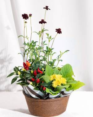 花まつが贈るHappyカラフルな【敬老の日＆オータムフラワーギフト2023】予約受付中！