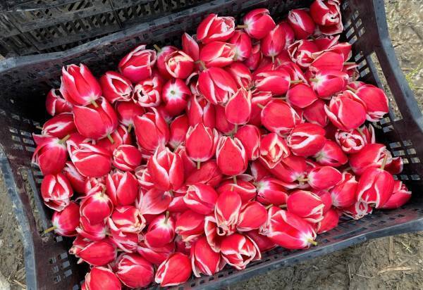 県内８カ所！30万輪のチューリップで描く『TOYAMA SMILE FLOWER CARPET 2023』今年も開催！