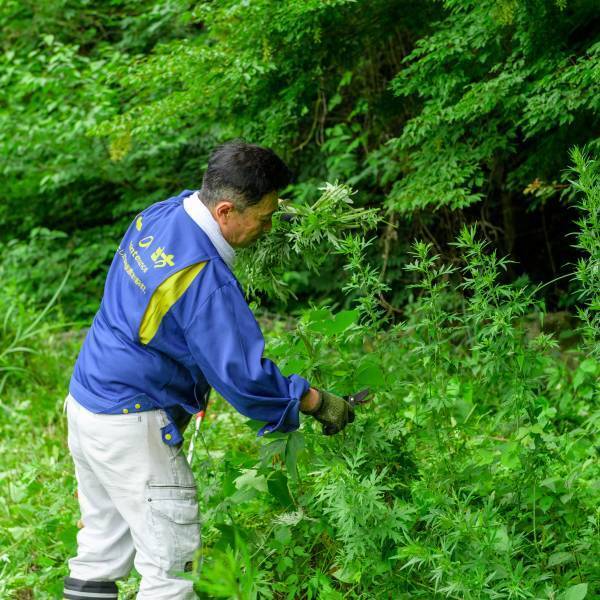 【温泉リゾート 一の坊】夏季限定・生よもぎスタート！オーガニックよもぎのハーブミストサウナで、極上の「ととのう」を体感。