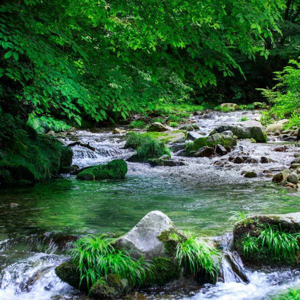 【温泉リゾート 一の坊】夏季限定・生よもぎスタート！オーガニックよもぎのハーブミストサウナで、極上の「ととのう」を体感。