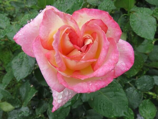 【旧古河庭園】春バラの二番花が見頃になりました！！
