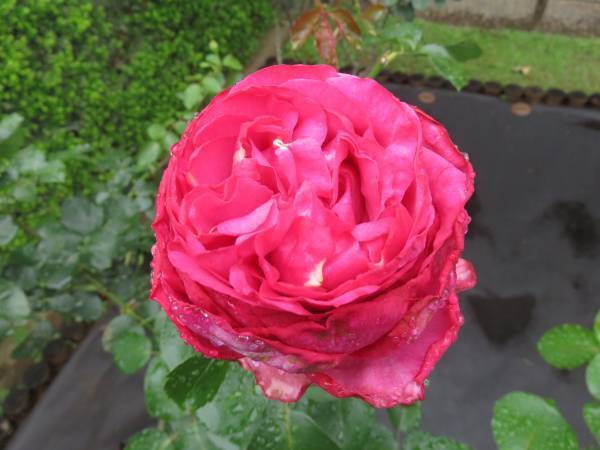 【旧古河庭園】春バラの二番花が見頃になりました！！