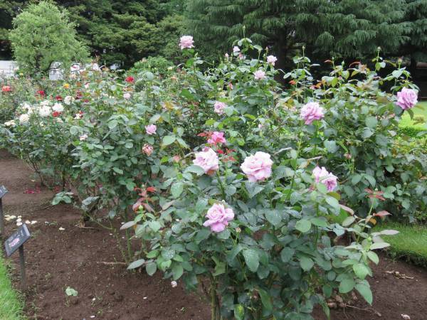 【旧古河庭園】春バラの二番花が見頃になりました！！