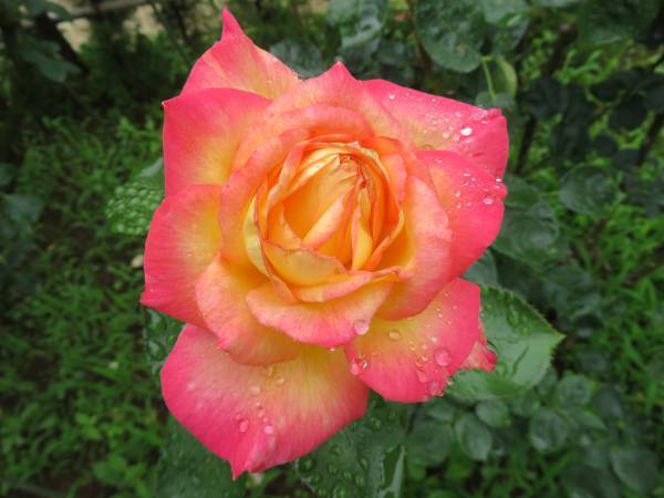 【旧古河庭園】春バラの二番花が見頃になりました！！