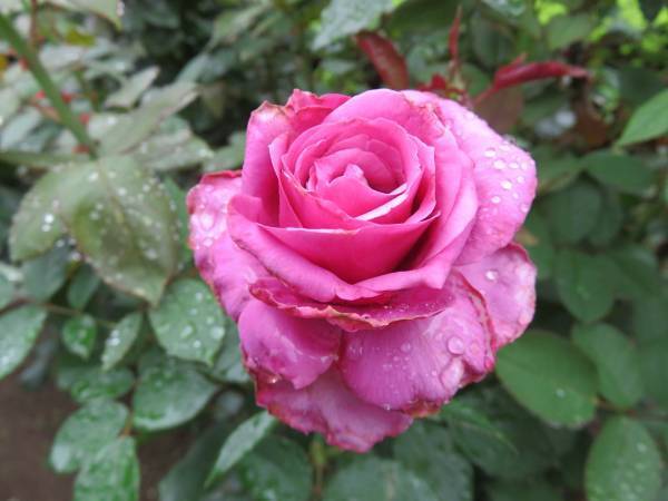 【旧古河庭園】春バラの二番花が見頃になりました！！