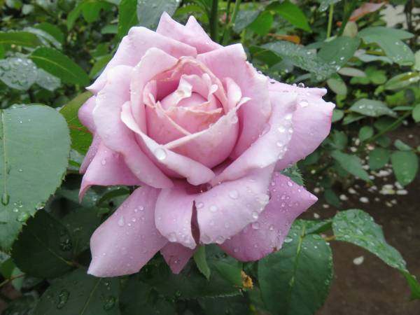 【旧古河庭園】春バラの二番花が見頃になりました！！