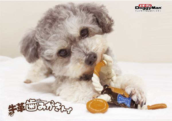 野生の匂い＋弾力のある噛み心地で愛犬を魅了する天然素材の「牛革トイ」シリーズ新発売！