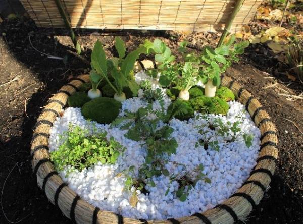 向島百花園「春の七草」の催しを開催します！