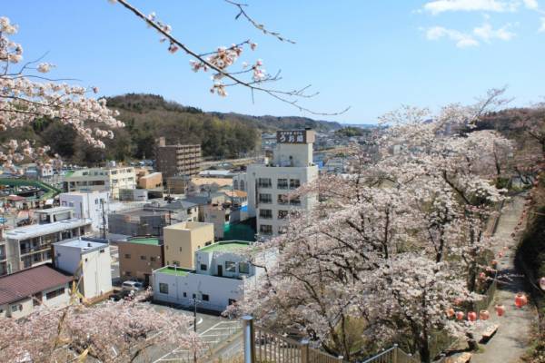 【福島県いわき市】これからが見頃 いわきの桜特集2023　～前編～