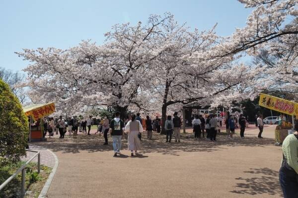 【福島県いわき市】これからが見頃 いわきの桜特集2023　～前編～