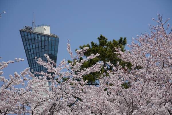 【福島県いわき市】これからが見頃 いわきの桜特集2023　～前編～