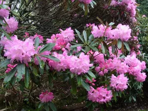 春の比叡山スペシャルイベントのご案内