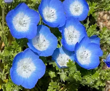 春の比叡山スペシャルイベントのご案内