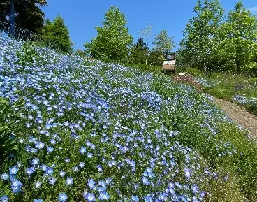 春の比叡山スペシャルイベントのご案内