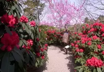 春の比叡山スペシャルイベントのご案内