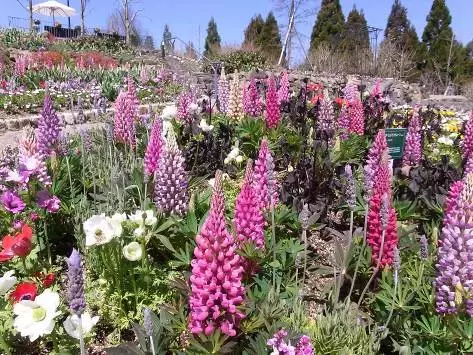 春の比叡山スペシャルイベントのご案内