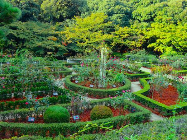 【旧古河庭園】秋バラが見頃を迎えたことをお知らせします
