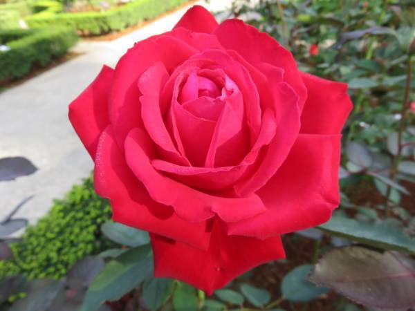 【旧古河庭園】秋バラが見頃を迎えたことをお知らせします