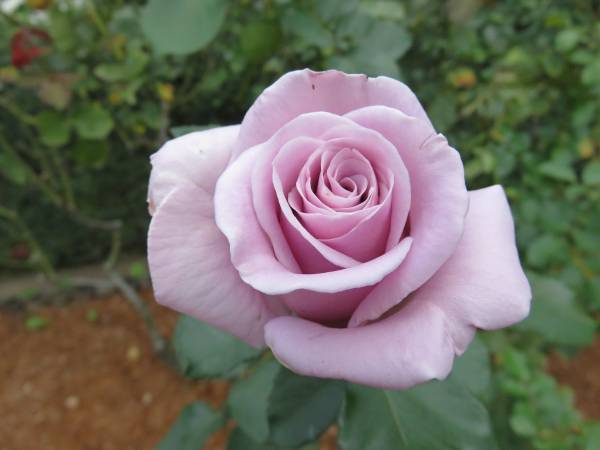 【旧古河庭園】秋バラが見頃を迎えたことをお知らせします