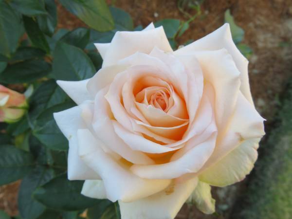 【旧古河庭園】秋バラが見頃を迎えたことをお知らせします