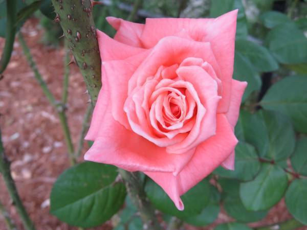 【旧古河庭園】秋バラが見頃を迎えたことをお知らせします