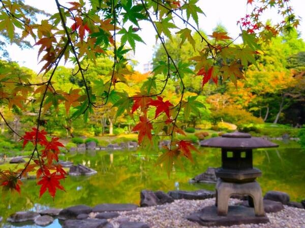 【旧古河庭園】秋バラが見頃を迎えたことをお知らせします