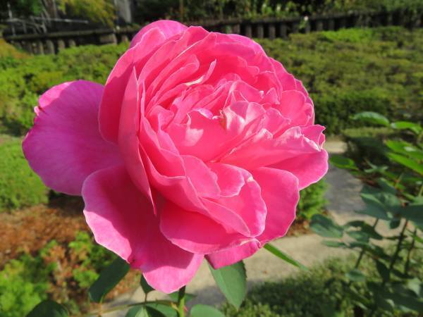 【旧古河庭園】秋バラが見頃を迎えたことをお知らせします