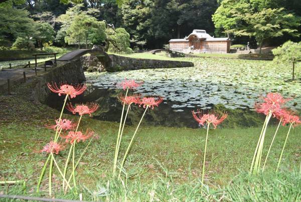 【小石川後楽園】「ヒガンバナ」が見頃を迎えたことをお知らせします