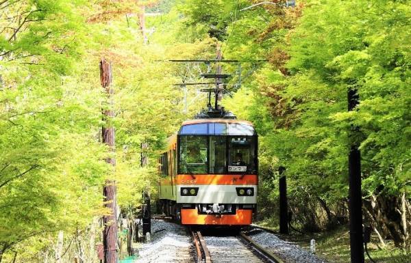 ～ もみじのトンネルを抜けて清涼感たっぷりの洛北へ ～ 「青もみじ新緑の徐行運転」を実施します