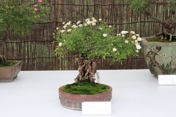 神代植物公園「秋のバラフェスタ」開催