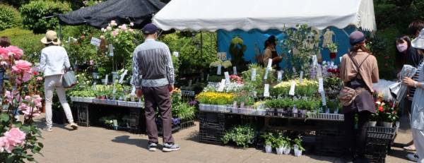 神代植物公園「秋のバラフェスタ」開催