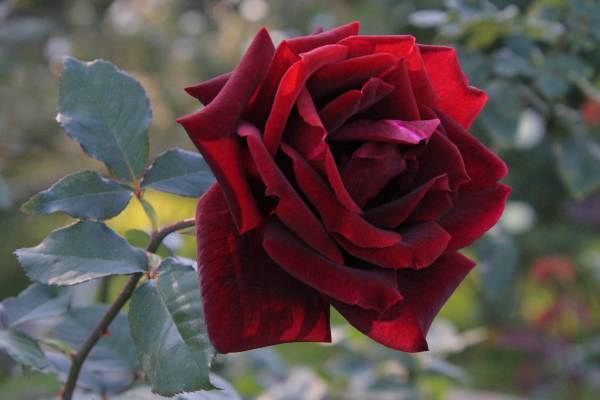 神代植物公園「秋のバラフェスタ」開催