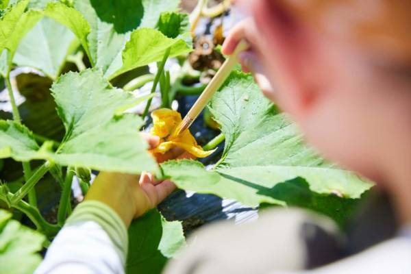 【リゾナーレ那須】野菜の収穫から納品まで、農家の仕事を体験する1泊2日「Farmer’s Academy～夏休みの自由研究～」今年も開催 ｜期間：2023 年7月24日〜8月31日