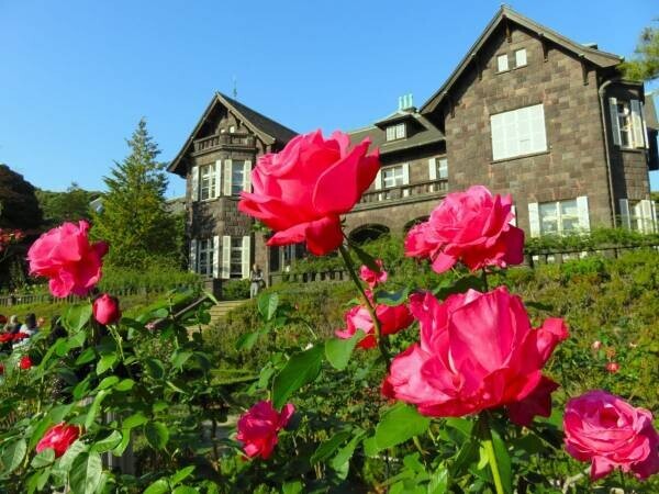 【旧古河庭園】紅葉とバラの見頃入りをお知らせします！