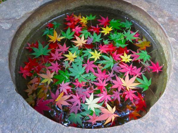 【旧古河庭園】紅葉とバラの見頃入りをお知らせします！