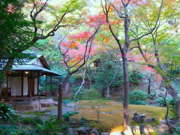 【旧古河庭園】紅葉とバラの見頃入りをお知らせします！
