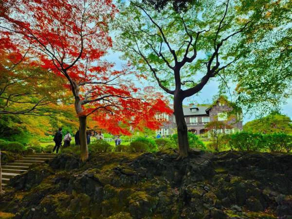 【旧古河庭園】紅葉とバラの見頃入りをお知らせします！