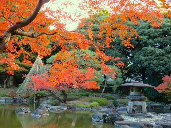 【旧古河庭園】紅葉とバラの見頃入りをお知らせします！